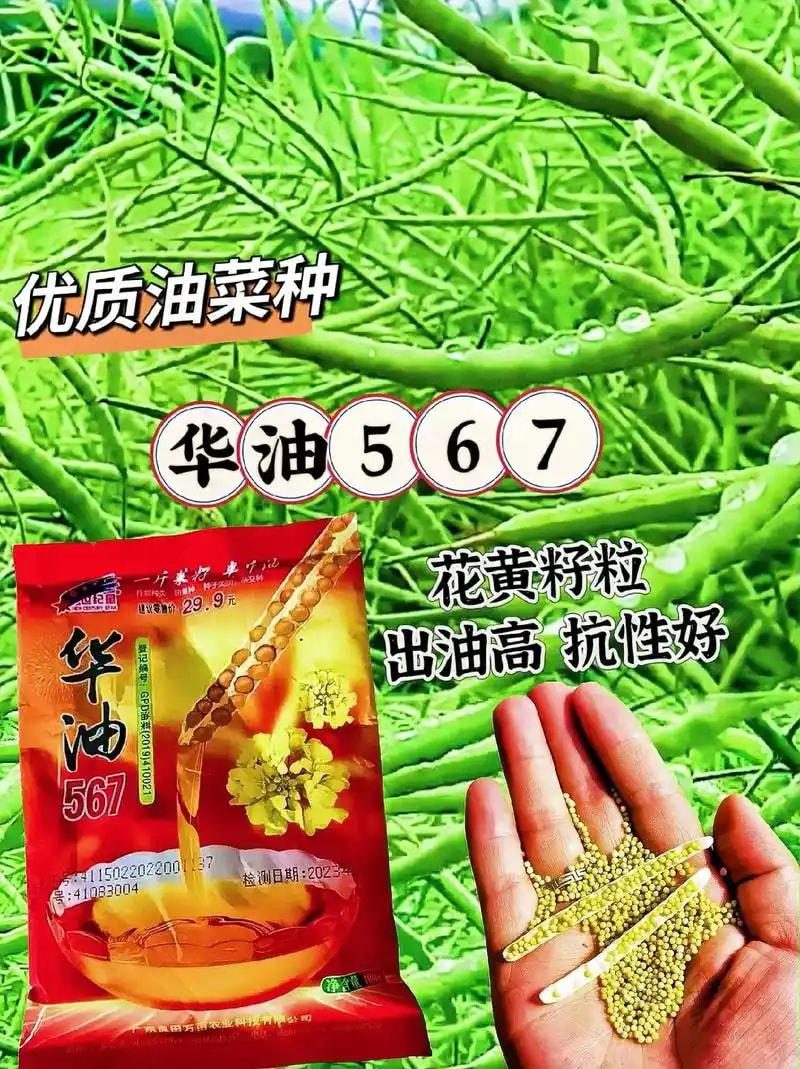 花生种子