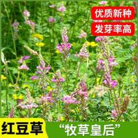 紫花苜蓿种子