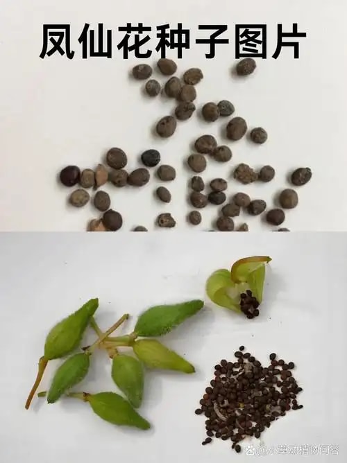 波斯菊种子