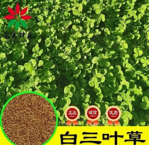 黑麦草种子