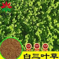 黑麦草种子