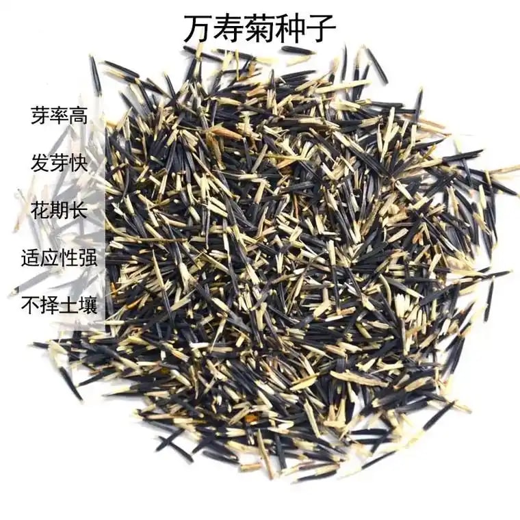 万寿菊种子