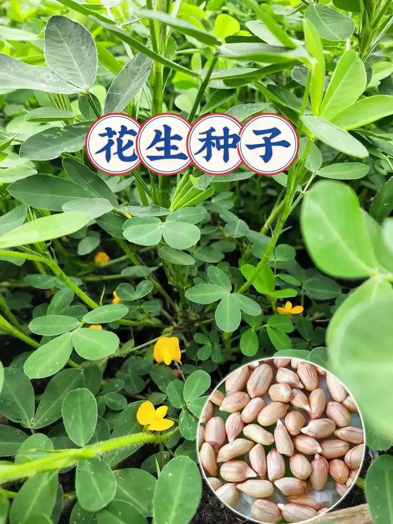 花生种子