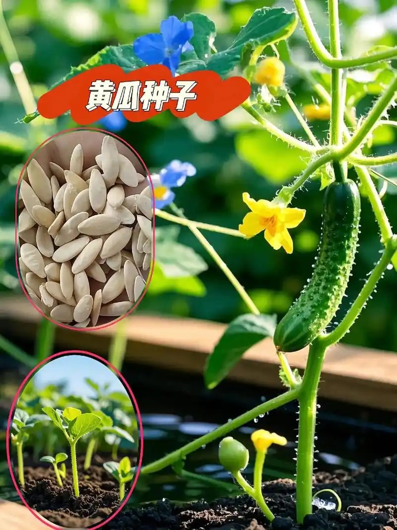 黄瓜种子
