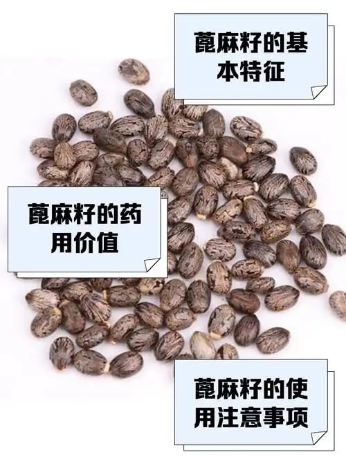 蓖麻籽