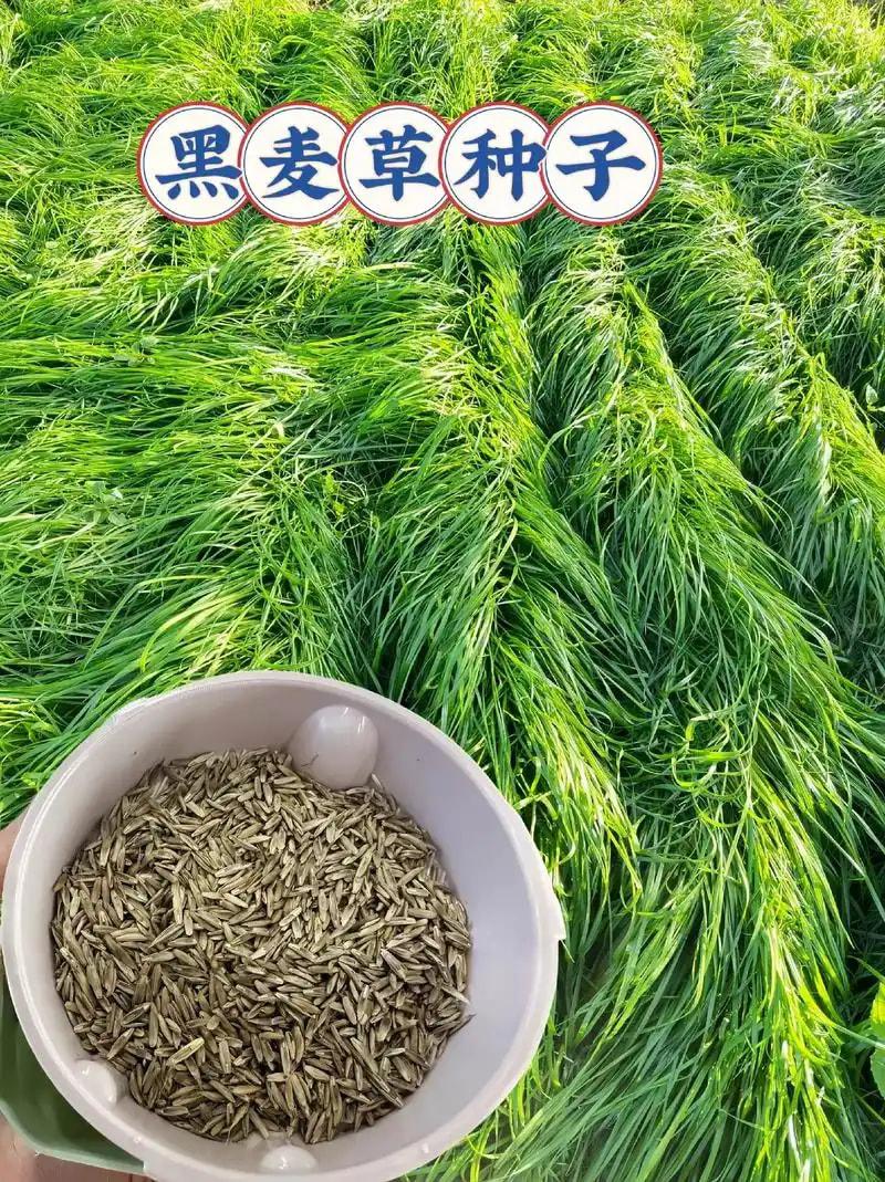 黑麦草种子