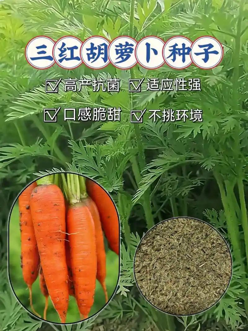 萝卜种子