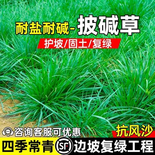 披碱草种子