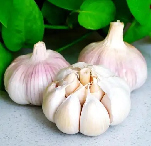 大蒜