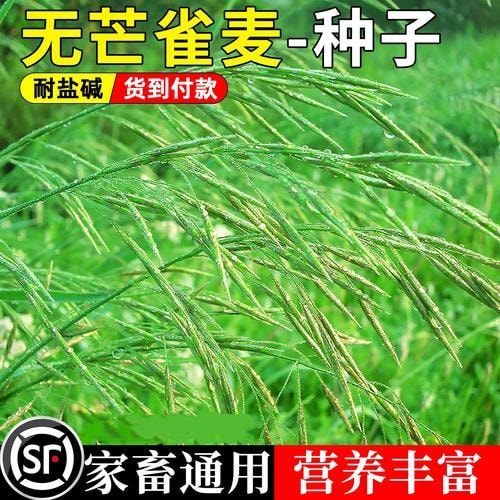 无芒雀麦种子