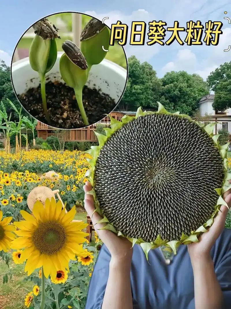 向日葵种子