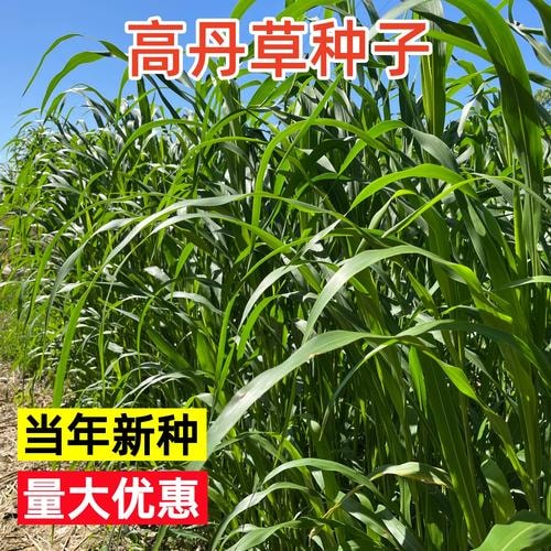 高丹草种子