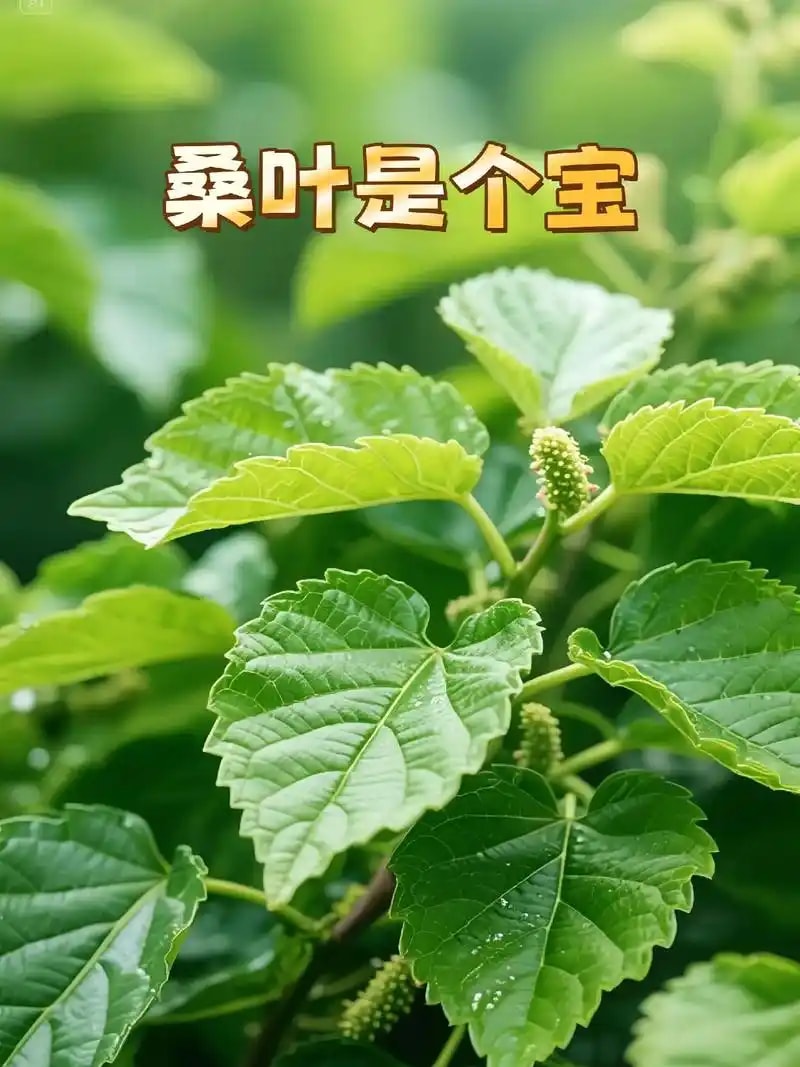 桑叶