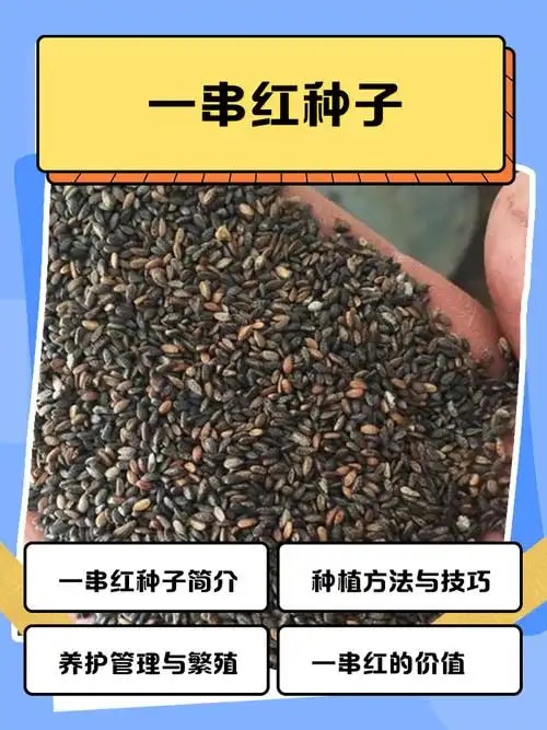 一串红种子