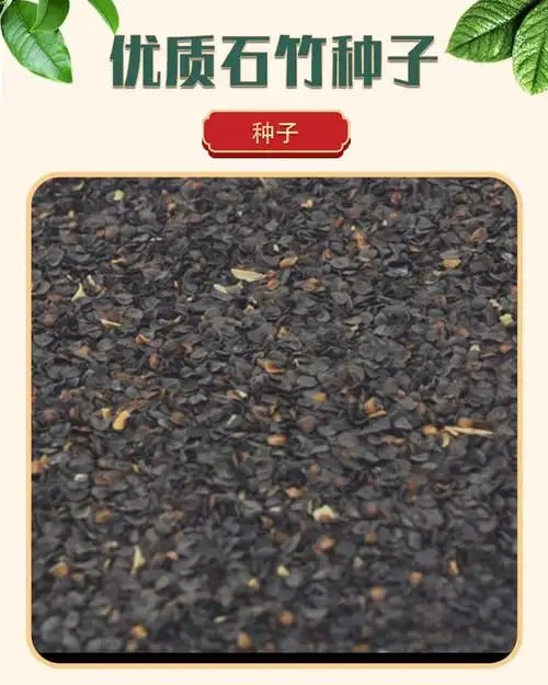 石竹种子