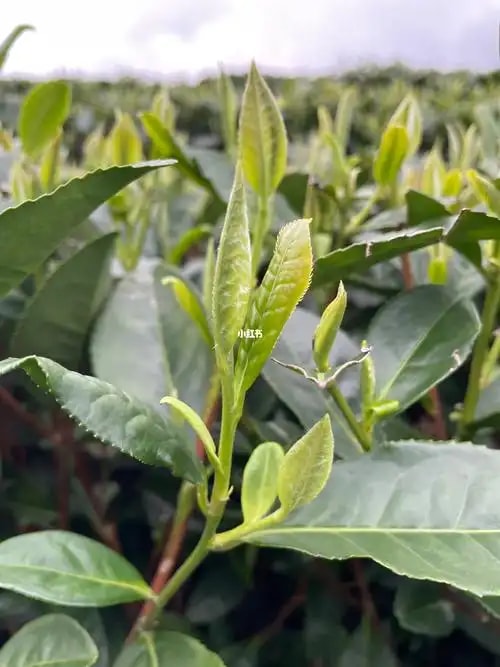 茶叶鲜叶