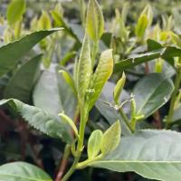 茶叶鲜叶