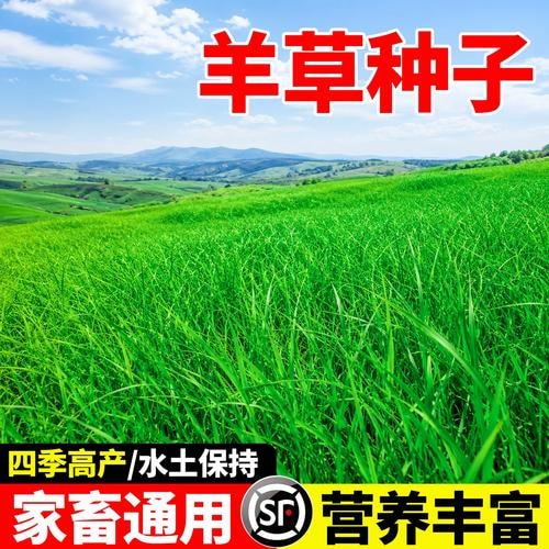 羊草种子