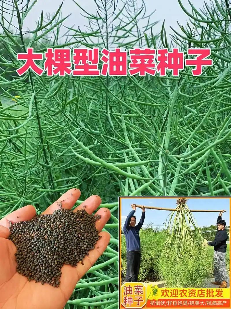 芥菜型油菜种