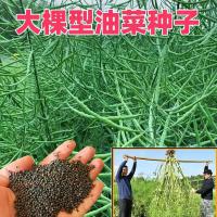 芥菜型油菜种