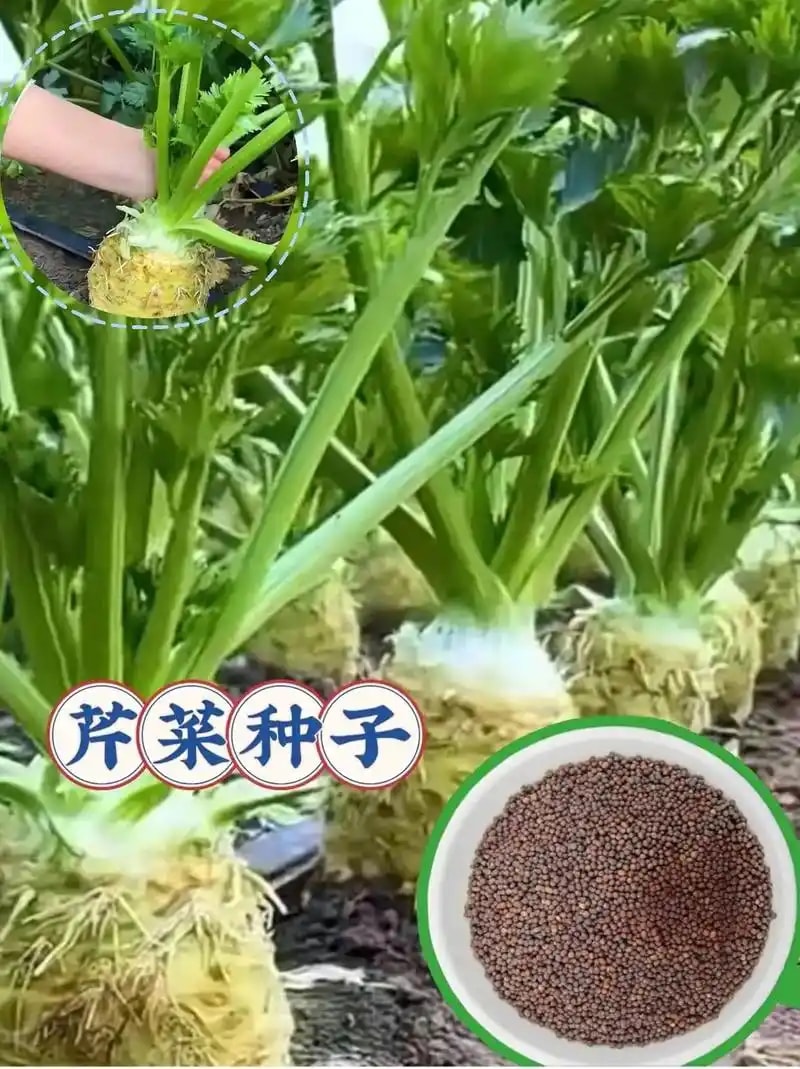 芹菜种子