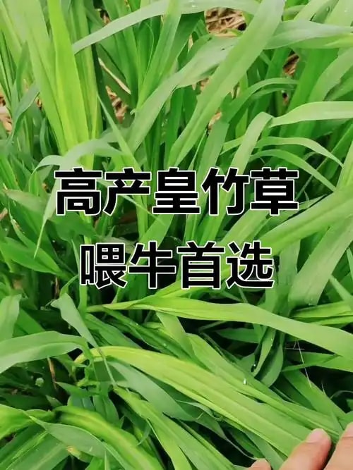 皇竹草种茎