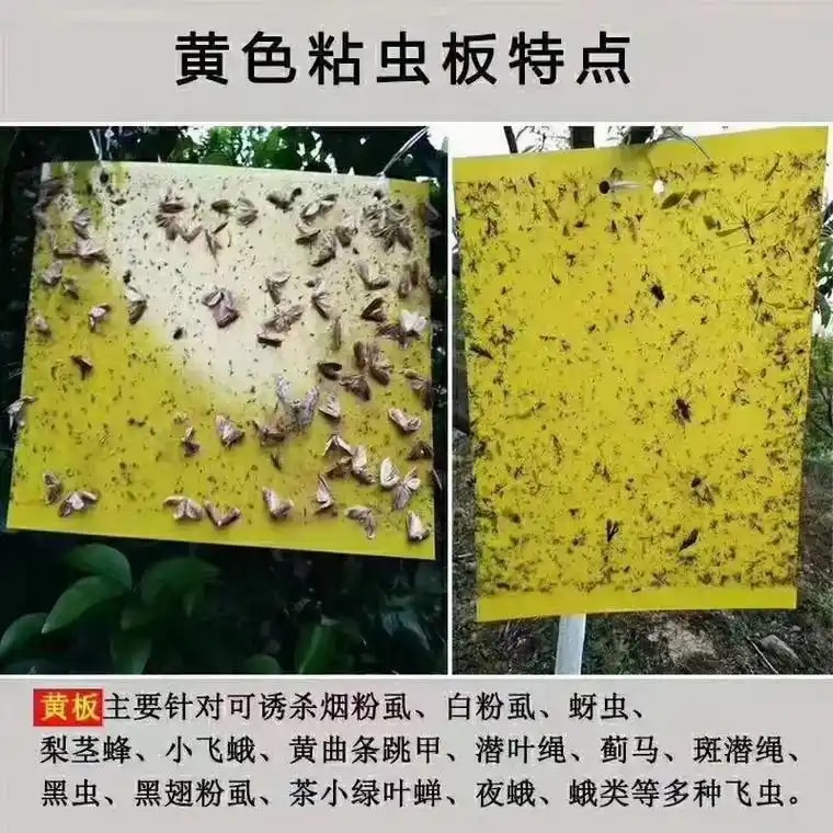 粘虫板