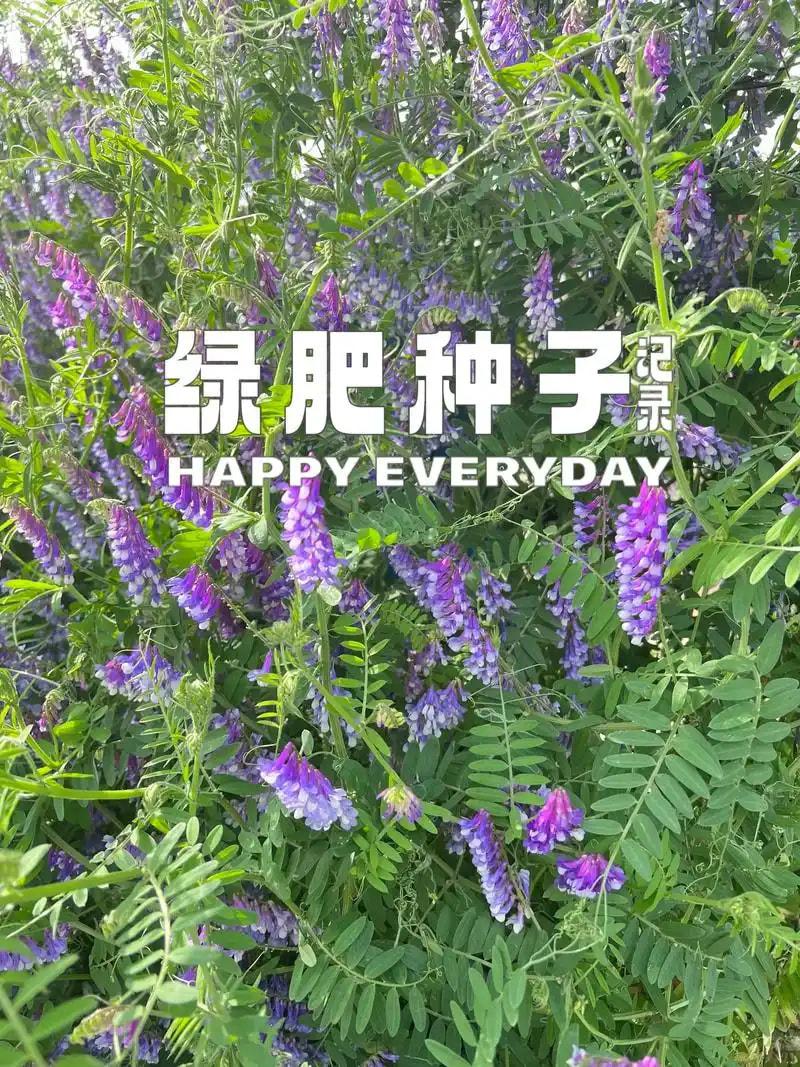 绿肥种子