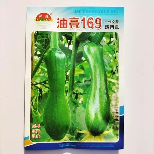 南瓜种子