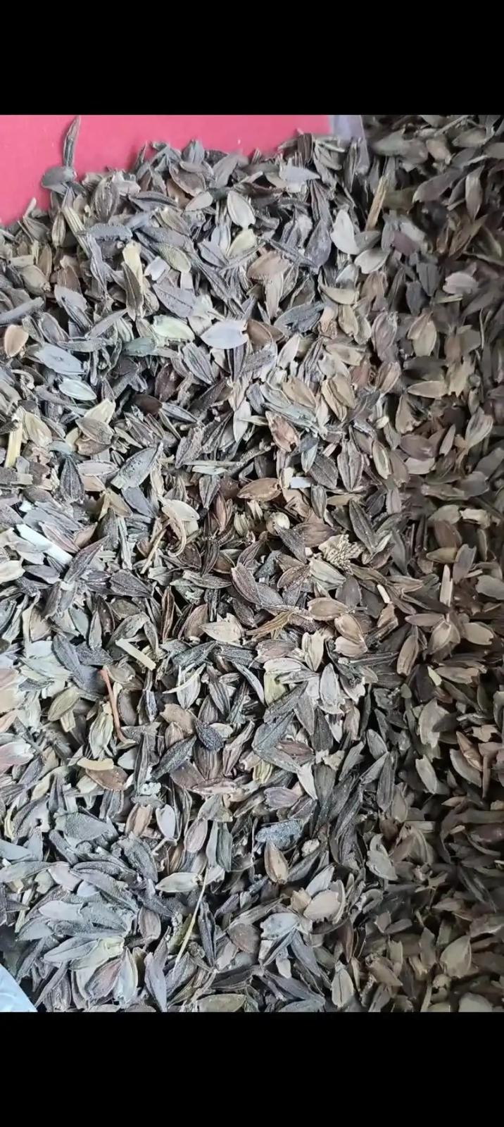 百日草种子