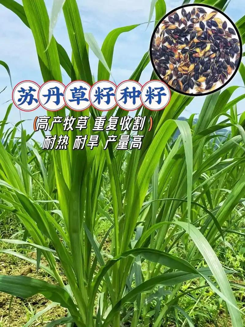 苏丹草种子