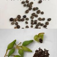 凤仙花种子