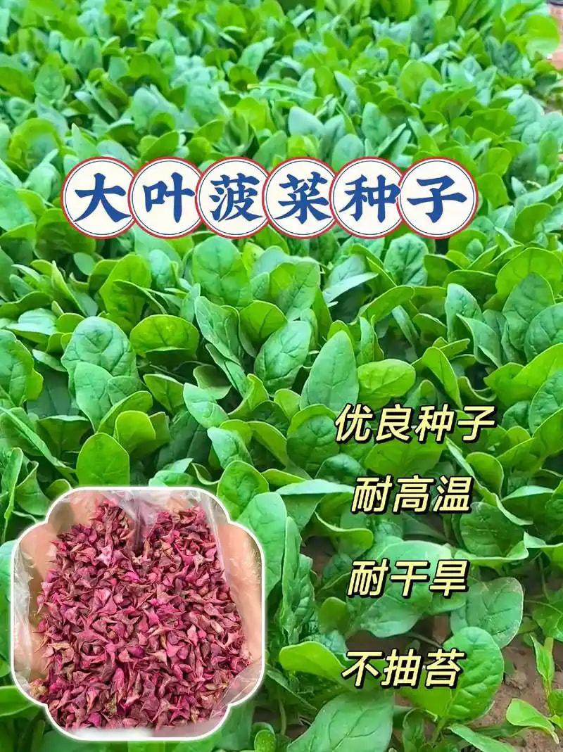 菠菜种子