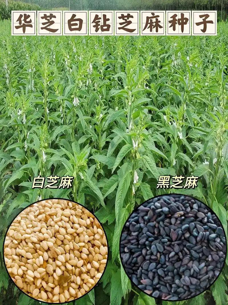 芝麻种子