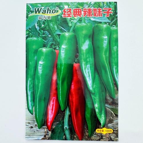 抗病杂交辣椒