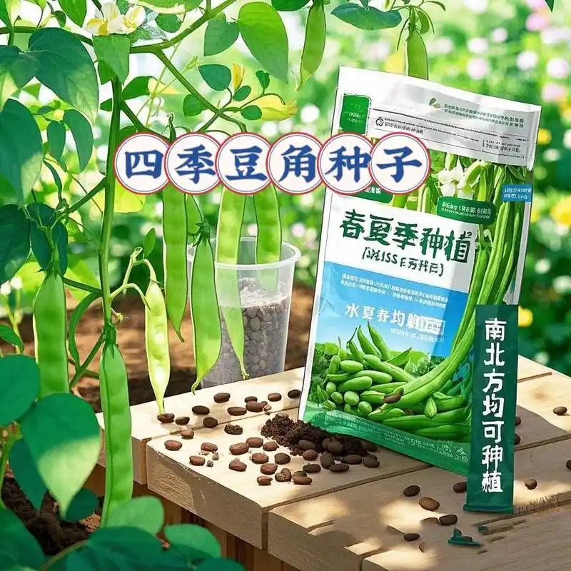 豆角种子