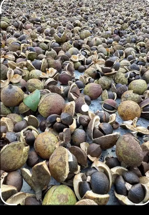 油茶种子