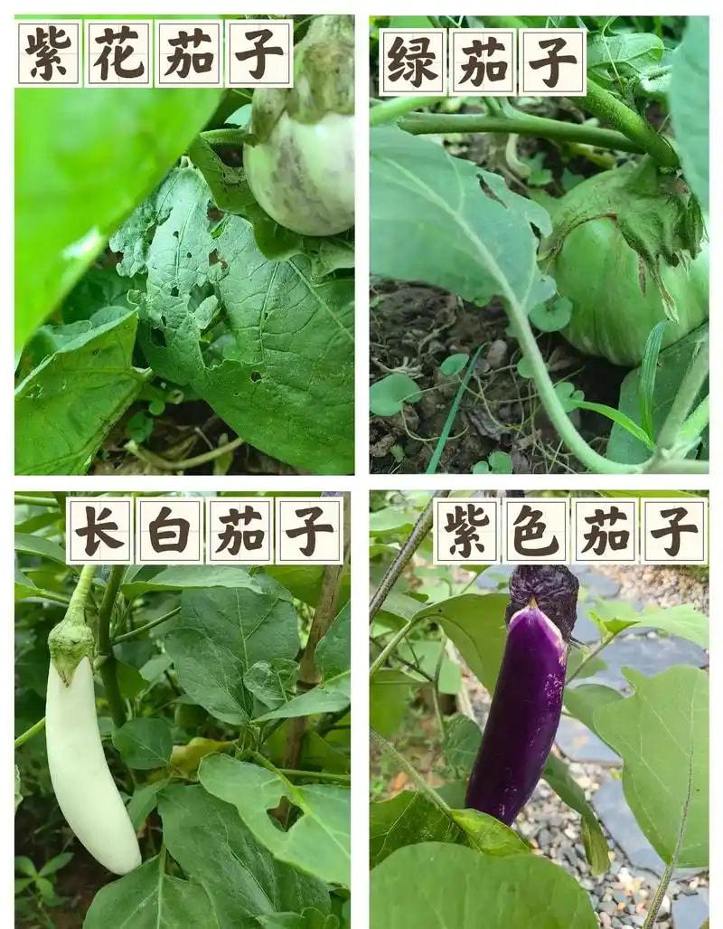 茄子