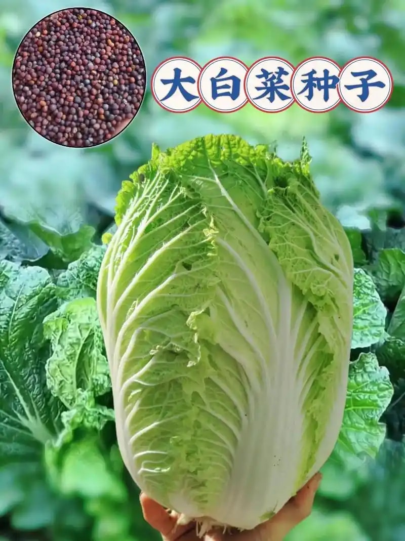 白菜种子