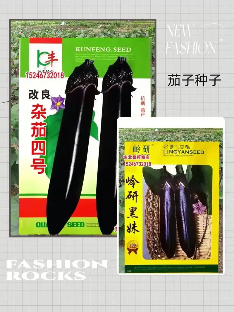 茄子种子