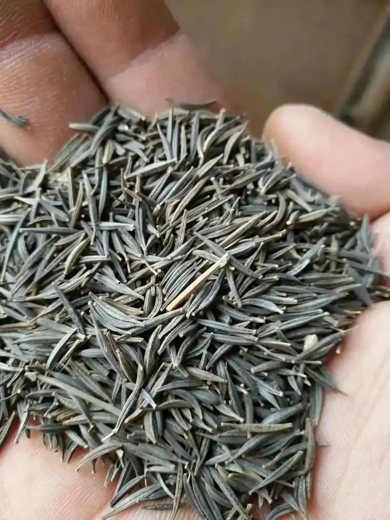 波斯菊种子