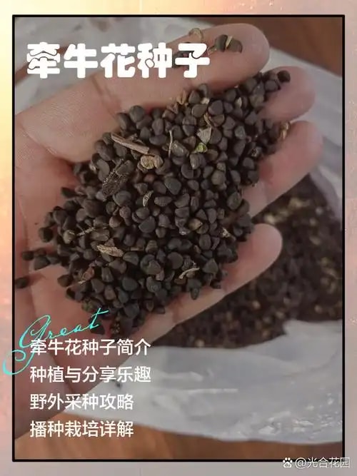 矮牵牛种子