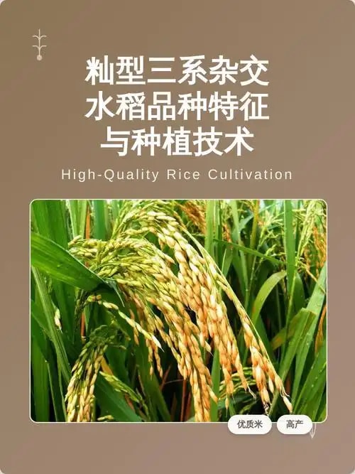 三系杂交稻种