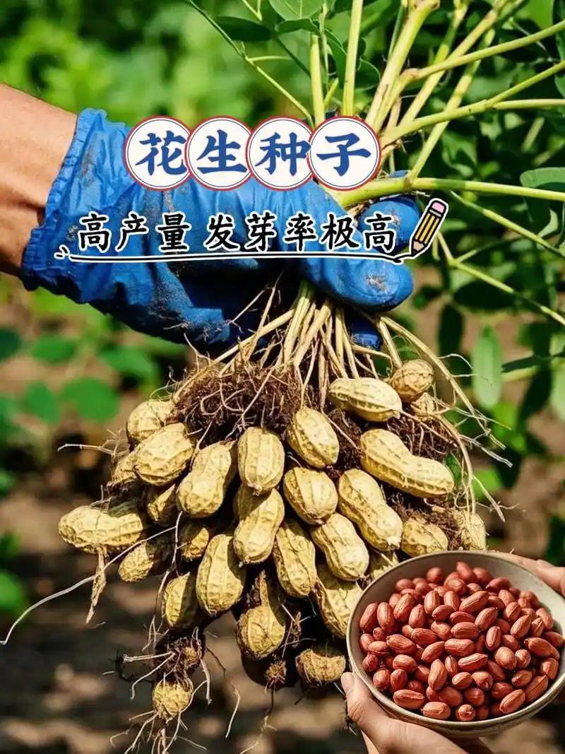 高油花生种