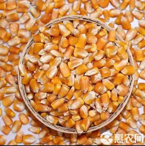 玉米粒