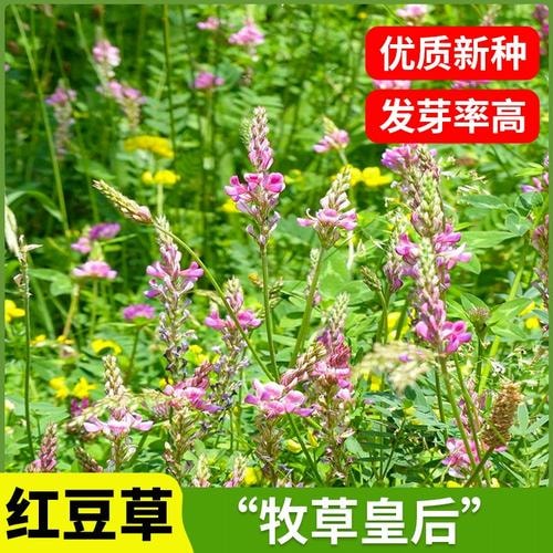红豆草种子