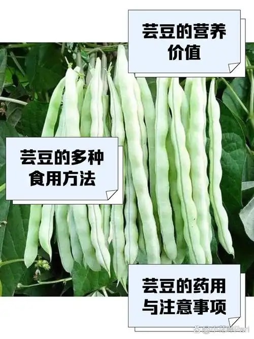 芸豆