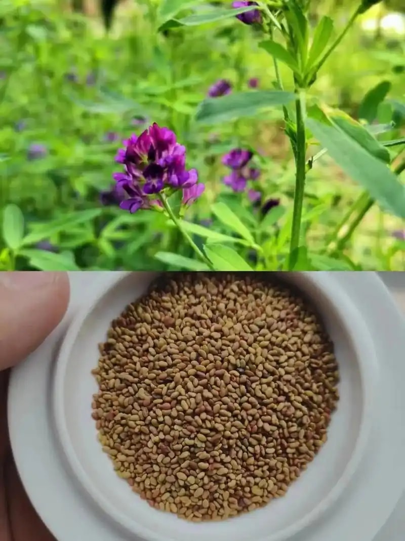 紫花苜蓿种子