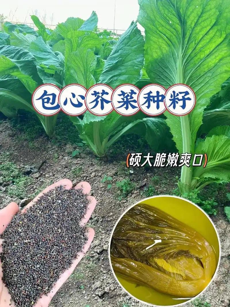 芥菜籽