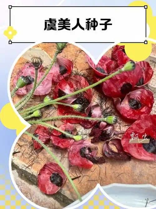 虞美人种子